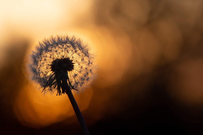 A dandelion awaits wind to blow away its seeds as the sun sets through threes Sunday in a backyard in Meriden, Kan. [Evert Nelson/The Capital-Journal]