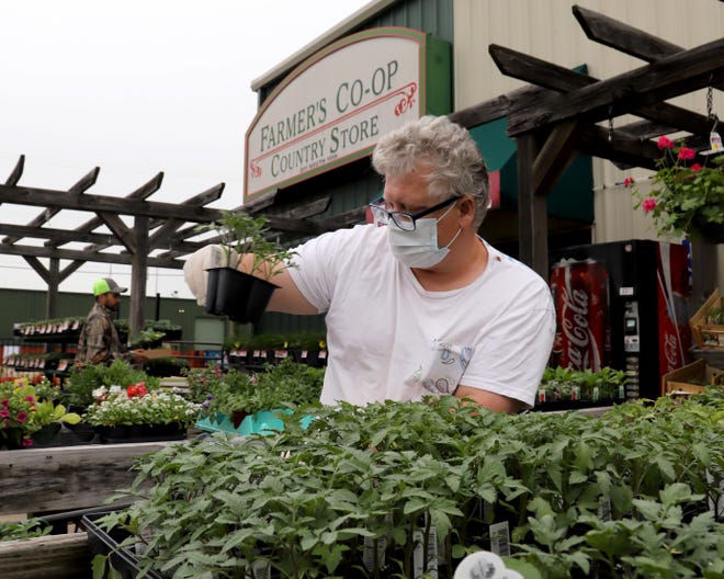 Jimmy Wilson looks over a cell of pepper plants for sale, Monday, April 20, 2020, at the Farmer’s Co-Op in Fort Smith as the ideal temperature for transplanting to the garden reaches 65 - 70 degrees in the area. [JAMIE MITCHELL/TIMES RECORD]