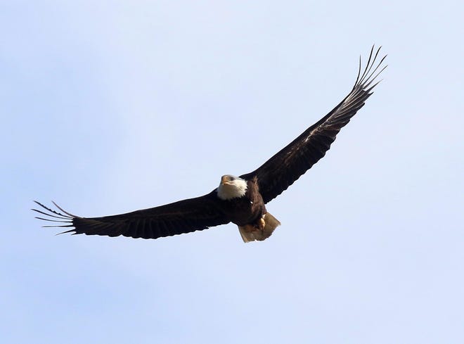 A bald eagle was spotted flying over the north end of Atwood Lake early this week. (TimesReporter.com / Jim Cummings)