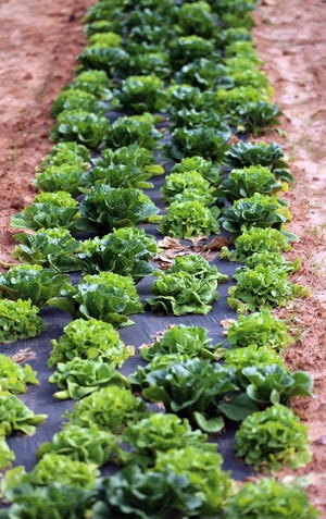 Produce grows soaks in the afternoon sun at Berry Fields Farms in Shelby. [Brittany Randolph/The Star]