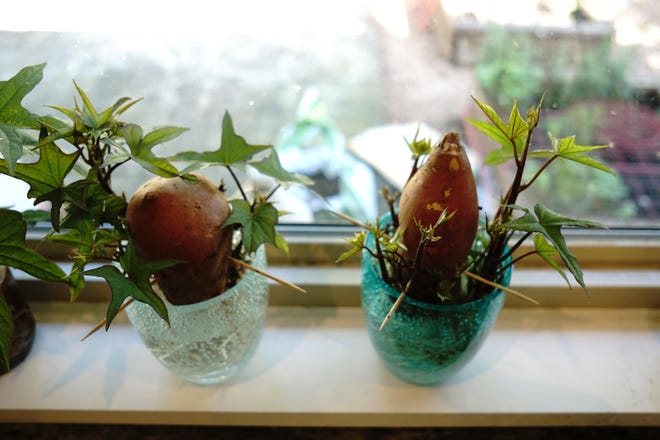 Sweet potato slips starting from mature sweet potatoes in a windowsill. [Contributed by Liz Cardinal]
