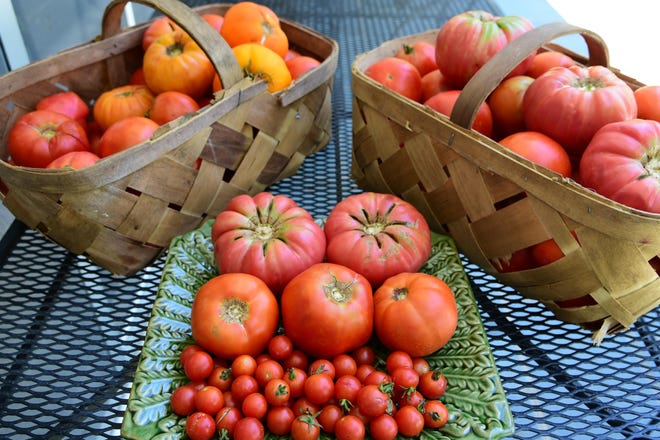 These tomatoes are from Rusty Edmonds’ garden last summer. [Betty Montgomery]