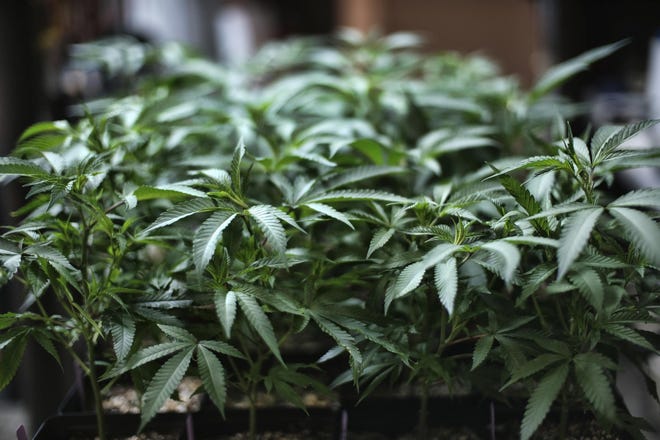 In this Aug. 15, 2019, file photo, marijuana grows at an indoor cannabis grow in Gardena, Calif. (AP Photo/Richard Vogel, File)