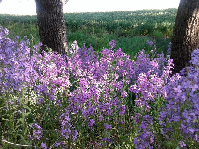 Dappled sunlight brightens flowers in Kansas. [Courtesy Richard Riney]