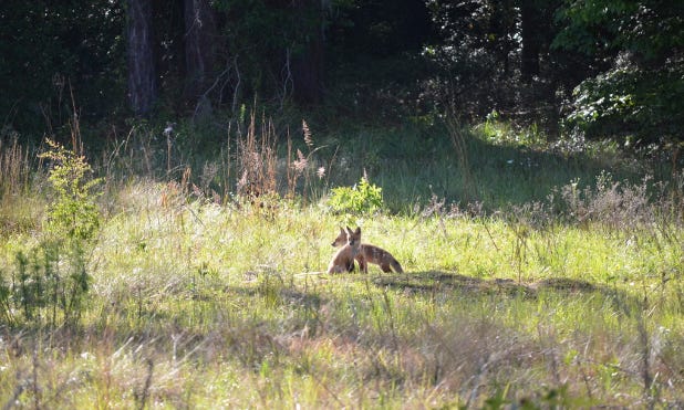 Two fox kits photographed by Matt Miller in Alachua County for the iNaturalist challenge. [Submitted photo]