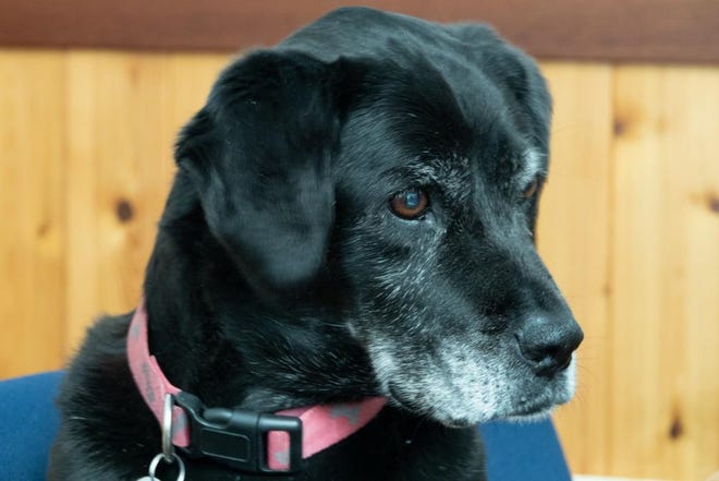 Onyx, the 13-year-old black Labrador mix, advanced to the rank of Senior Chief Petty Paw-fficer on Friday, May 1, 2020. Onyx is the official mascot for Coast Guard Station St. Ignace in northern Michigan. (U.S. Coast Guard photo by Lt. j.g. Pamela J. Manns)