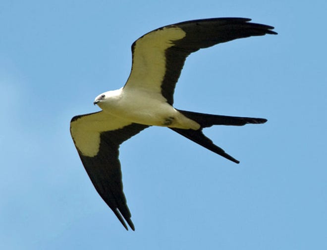 Swallow-tailed kite was an awesome Saturday morning sight. [Diana Churchill/for Savannah Morning News]