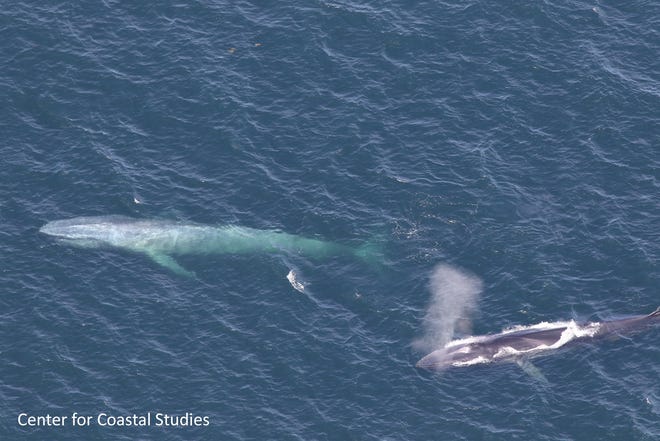 A blue whale was seen May 6 about 13 nautical miles east of Truro. The whale is shown here next to a smaller fin whale. [CENTER FOR COASTAL STUDIES]
