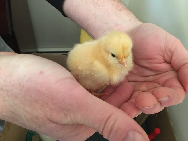 More people have been interested in raising backard chickens since the cornavirus pandemic began. [Wicked Local File Photo/Patty Mahoney]