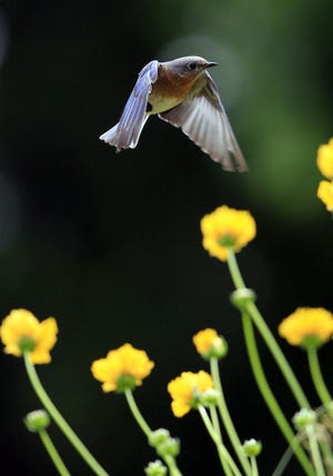 An Eastern Bluebird flies over a flowerbed in Lawrence, Kan. The eastern is the most widespread of the three types of bluebirds. [Orlin Wagner/Associated Press]