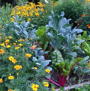 Kale and marigolds in a raised bed. [National Garden Bureau]