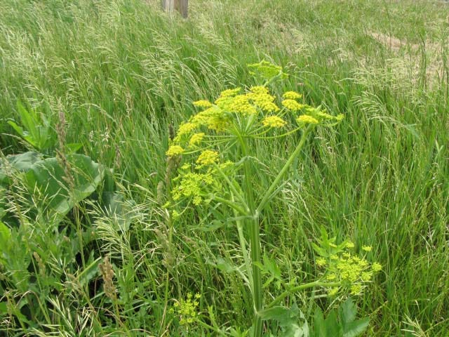 Wild Parsnip is more common in Yates County.