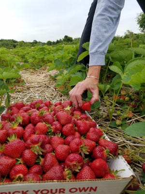 Sweet Berry Farm owners expect strawberry picking season to begin in June. [KATHERINE GAGLIANO PHOTO]