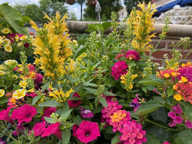 This large container at The Landings in Columbus features Poquito Butter Yellow agastache along with Supertunia Vista Fuchsia petunia, Luscious Royale Cosmo lantana and Superbells Lemon Slice calibrachoa. [Photo by James Winter]