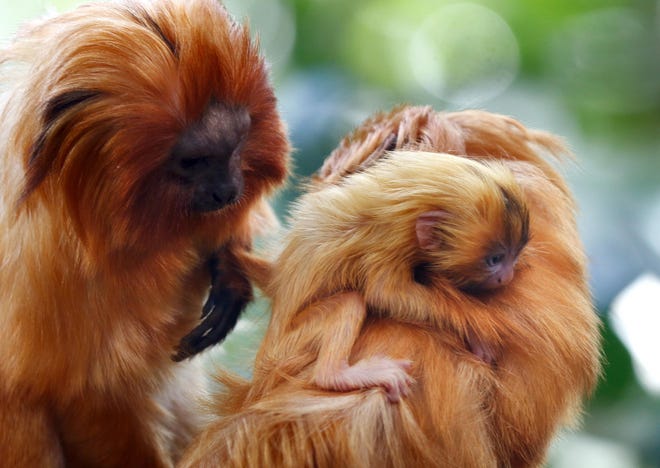The golden lion tamarin born in December 2019 at the Roger Williams Zoo in Providence R.I. [Journal file photo/Kris Craig]
