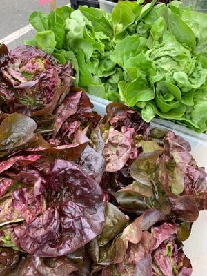Lettuce will be one of the early vegetables along with asparagus that will be available at the Marblehead Farmers Market Saturday, May 30, 2020.

[Courtesy photo]