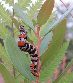 An Okefenokee zale moth caterpillar feeding on climbing fetterbush, its only known food plant. [Dirk Stevenson/for Savannah Morning News]