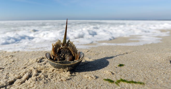 A shell from a molted horseshoe crab sits upside down on Harding Beach in Chatham. Horseshoe crab blood is being used to help test for a potential coronavirus vaccine. [Merrily Cassidy/Cape Cod Times file]