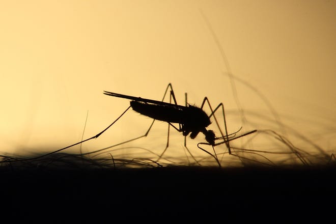 Massachusetts may be in for another bad year for the mosquito-borne illness EEE, state officials say. [STANDARD-TIMES FILE]