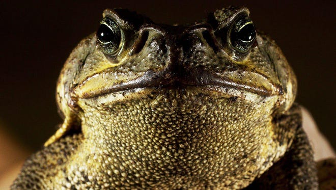 This is the cane toad that was caught in the wild on Sanibel. Officials are working to eradicate the toad, which has a voracious appetite for native wildlife.