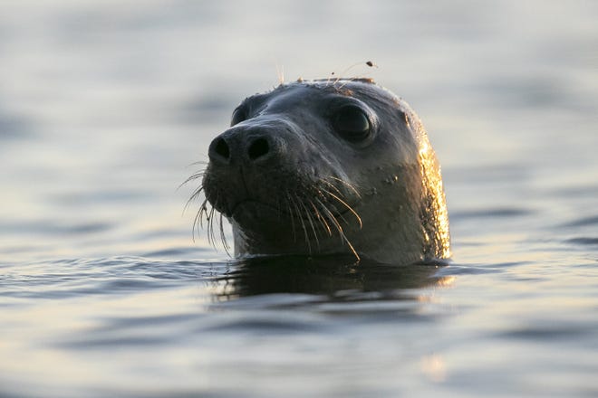 A seal pokes his head out of the water in Casco Bay, Thursday, July 30, off Portland, Maine. Seals are thriving off the northeast coast thanks to decades of protections. Many scientists believe the increased seal population is leading to more human encounters with white sharks, who prey on seals. [AP Photo/Robert F. Bukaty]