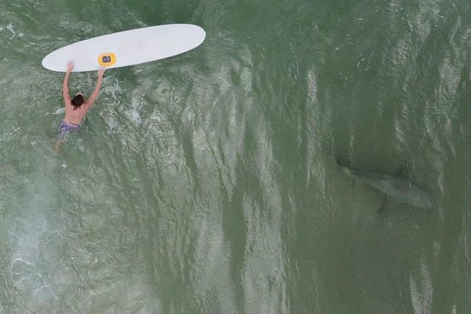 Giuseppe "Joey" Liuzzo said he captured this image of a shark near a surfer off New Smyrna Beach this summer. Liuzzo uses drones to record sharks in the water where he surfs. [Giuseppe "Joey" Liuzzo/ USA TODAY]