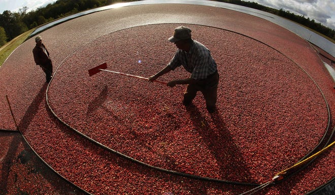 In this 2011 file photo, Miguel Sandel of Middleboro rakes cranberries into a loading tube during an afternoon harvest at the Hannula cranberry bogs in Carver, Mass. Agriculture officials are forecasting a modestly optimistic fall 2020 cranberry harvest. [AP Photo/Charles Krupa, File]