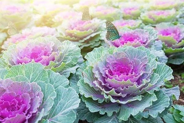 Ornamental cabbage’s pinks and purples color the fall and early winter landscape. [The Great Big Greenhouse]