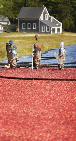 Workers at the Federal Furnace Cranberry Co. in Carver harvest the ripe berries. [Patriot Ledger]