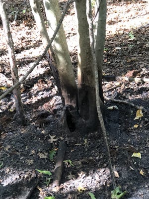 This week's brush fire in Somerset's reservoir area charred the bottom of this tree. [Herald News photo | Greg Sullivan]