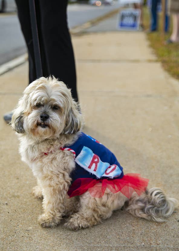 Molly the dog is dressed in patriotic colors at the We Back the Blue rally organized by the Middleborough Republican Town Committee at the intersection of Route 28 and Route 105 in Middleboro on Monday, Sept. 28, 2020. [Alyssa Stone/The Enterprise]