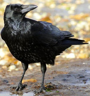 Corvus corone, a carrion crow scavenging on the beach near Canford Cliffs, Poole, Dorset, UK. [Ian Kirk, Broadstone, Dorset, UK/Wikimedia Commons]