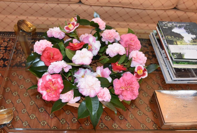 These camellia blossoms were picked in early January and brighten any garden. [Betty Montgomery]