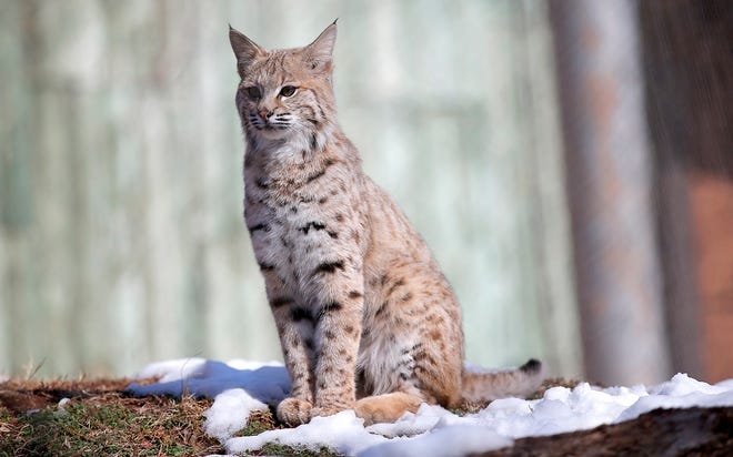 Dodger, a bobcat, stands on snow in his habitat at the Oklahoma City Zoo and Botanical Garden in Oklahoma City, Thursday, Feb. 6, 2020. [Sarah Phipps/The Oklahoman Archives]