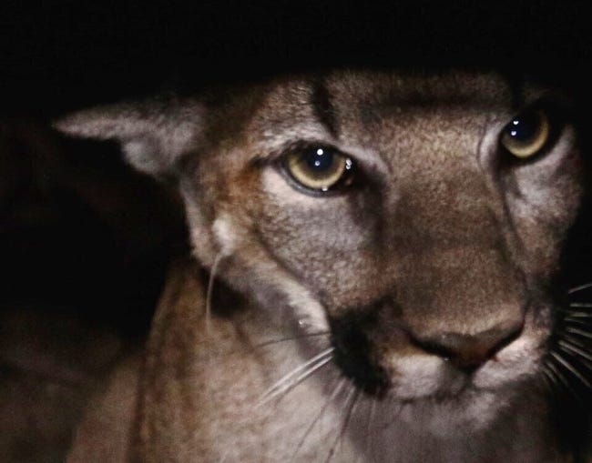 mountain lion hunting mountain lion hunting