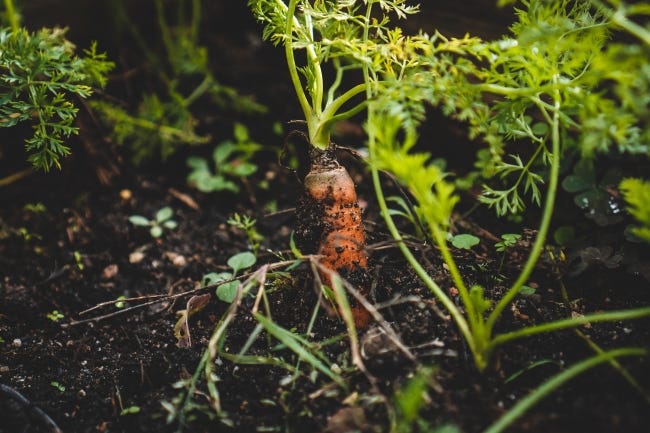 The planting season for many cool-season spring vegetables like carrots can begin right now. [Jonathan Kemper/Unsplash]