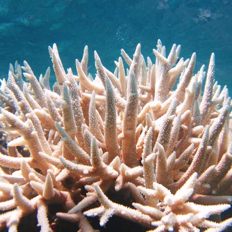 Underwater photo of coral bleaching and hard coral Acropora sp turns white due to high sea surface temperature and climate change