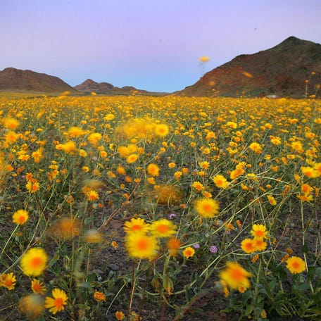 Wildflowers wave in the breeze after sunset near Jubilee Pass on March 12, 2005. The wettest year on record brought massive blooms of desert wildflowers to Death Valley National Park.