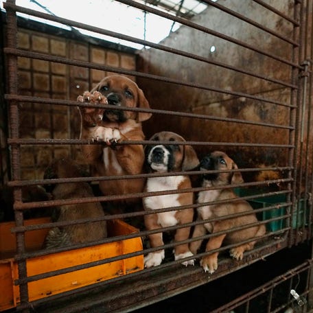 Dogs are seen in a cage at a dog farm in Pyeongtaek, South Korea, Tuesday, June 27, 2023. Dog meat consumption, a centuries-old practice on the Korean Peninsula, isn't explicitly prohibited or legalized in South Korea. But more and more people want it banned, and there's increasing public awareness of animal rights and worries about South Korea's international image. (AP Photo/Ahn Young-joon)