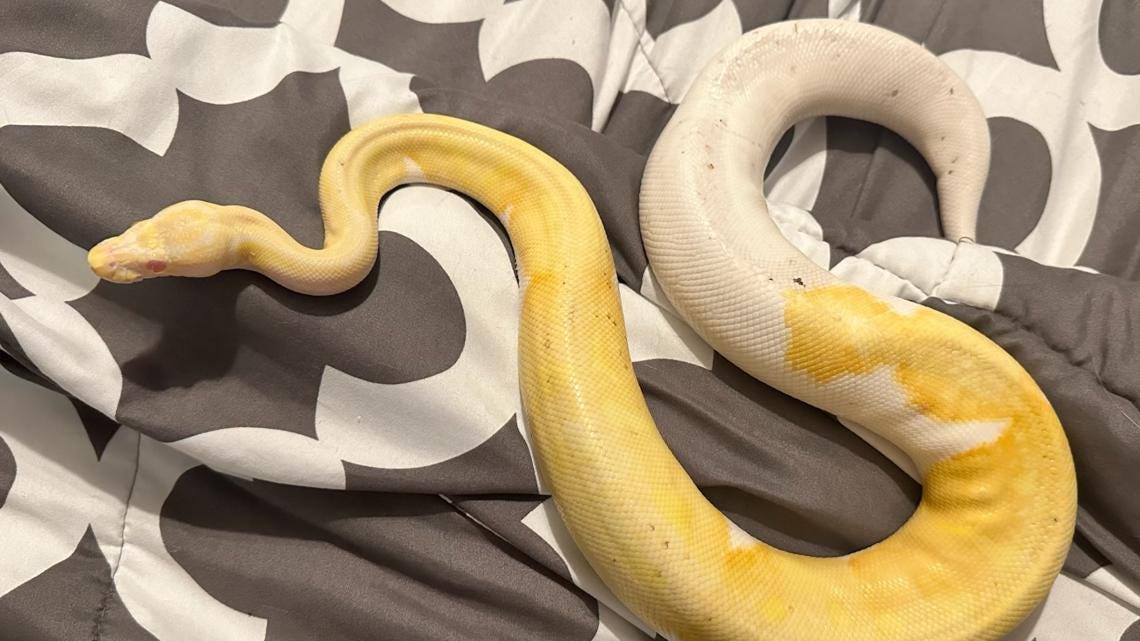 Residents of St. Augustine's Prairie Lakes neighborhood say they've captured more than 20 ball pythons roaming the neighborhood in July. It's not known where they came from.