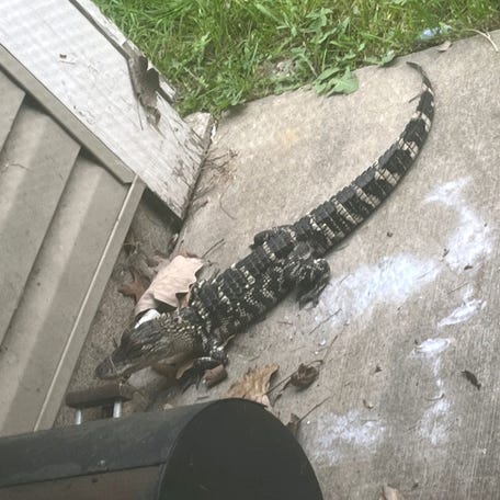 The Romulus Police Department in Michigan is investigating an apparent case of animal cruelty after they say a woman found an alligator outside her home with its mouth bound shut.