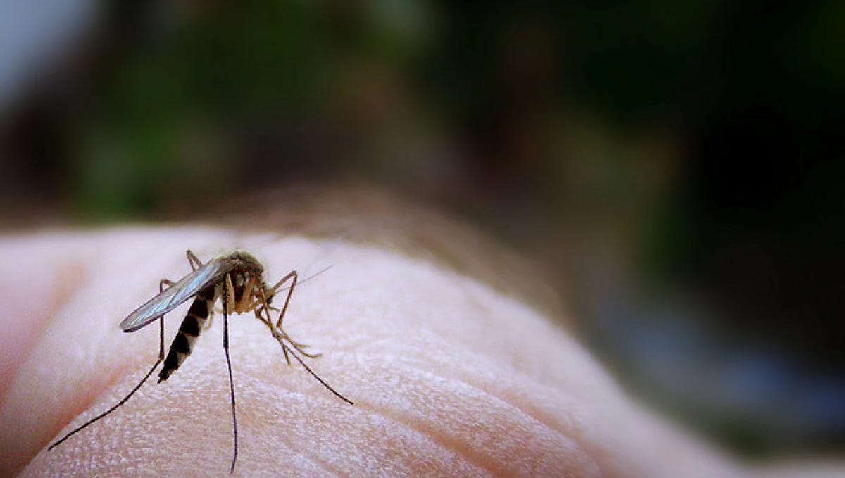 New Mexico health department announces first West Nile virusrelated death in 2023 New Mexico health department announces first West Nile virusrelated death in 2023
