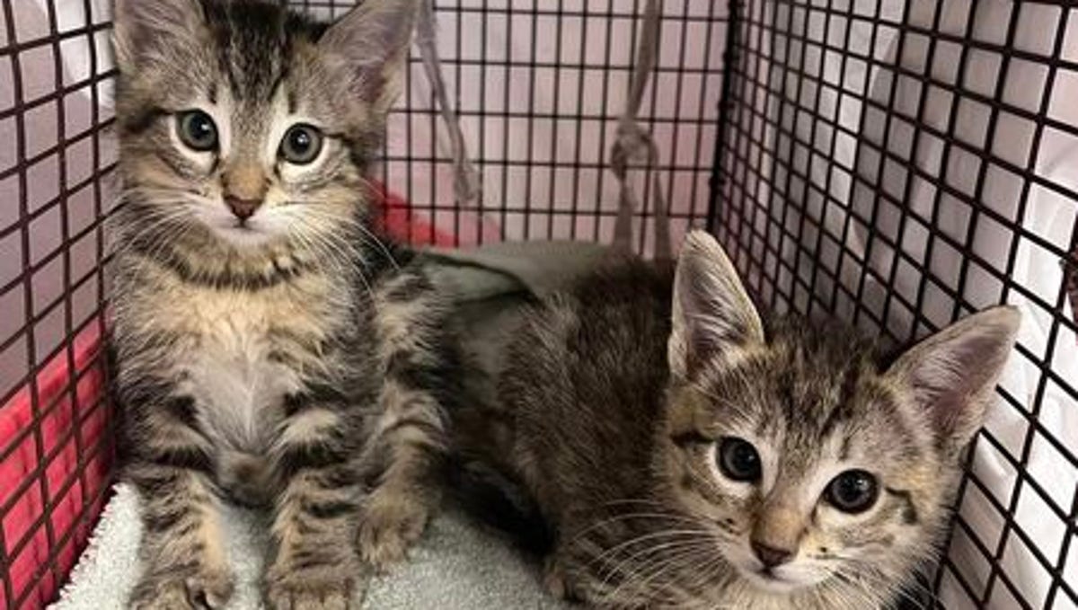 Arizona prison inmates foster kittens in Human Society program