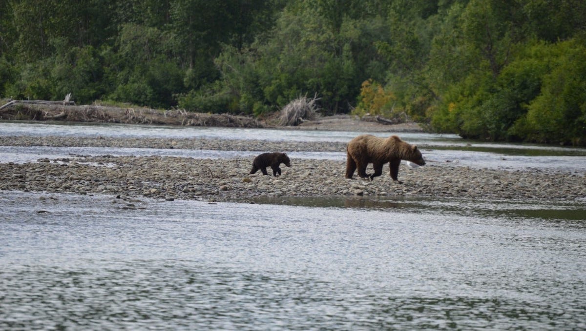 2 zmarło;  Niedźwiedź uśpiony w parku narodowym