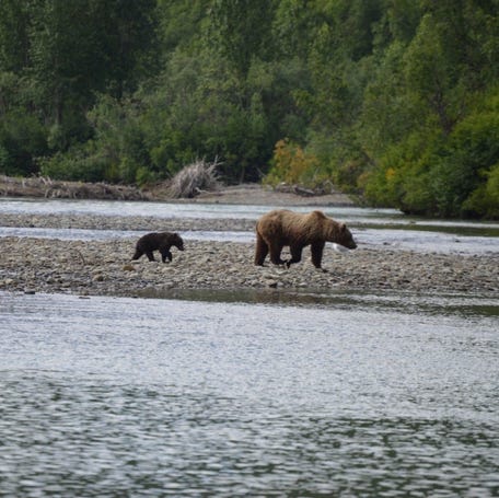 This Alaskan grizzly bear female and her cub were hanging around a spot on the the river outside Jackson Hole, Wyo., where she had been seen a previous day with a second cub. The adult bear was bawling and calling for her lost baby, which likely had been killed by an adult male.