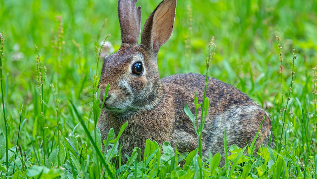Easter also means baby rabbits. What to know about cottontails in Kentucky.