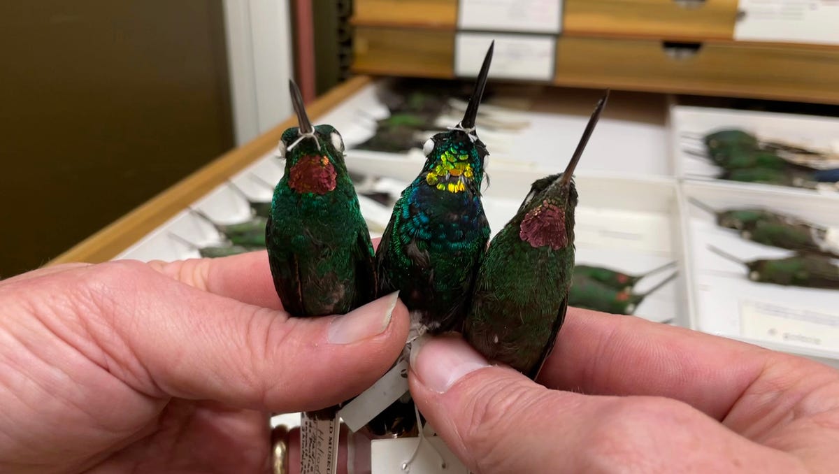 A new hummingbird with unusual bright golden plumage is shocking experts