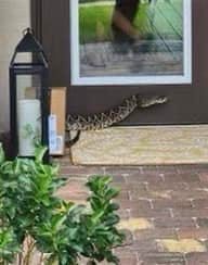 An Eastern Diamondback Rattlesnake bit an Amazon delivery driver in Palm City Monday and she was hospitalized, according to the Martin County Sheriff's Office.