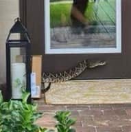 An Eastern Diamondback Rattlesnake bit an Amazon delivery driver in Palm City Monday and she was hospitalized, according to the Martin County Sheriff's Office.