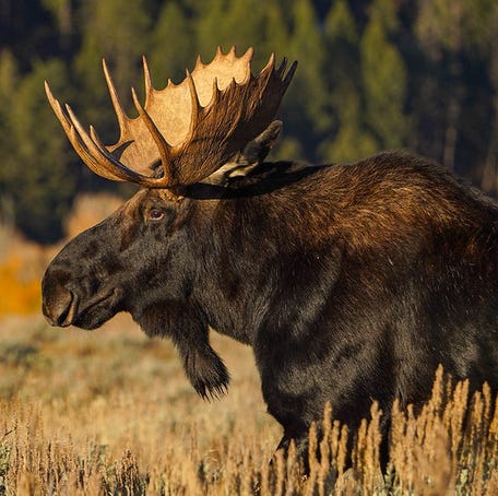 Moose are among the many wild animals visitors may see at Grand Teton National Park